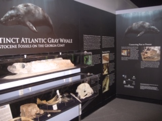 Completed display at UGA aquarium