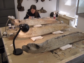 Amanda Camp, painting one of the mandible casts.
