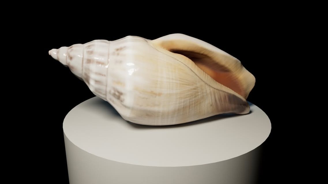 Shell by Sydney Smith