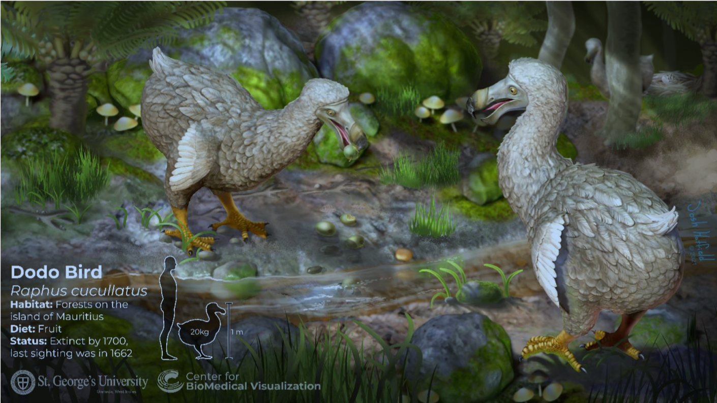 Fig 5: The Dodo bird poster for BIOL 217 at SGU.