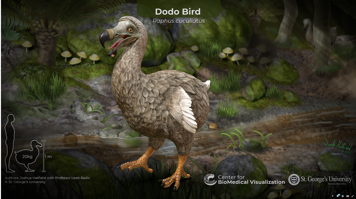Fig 1: A screenshot from Sketchfab of the Dodo bird model.