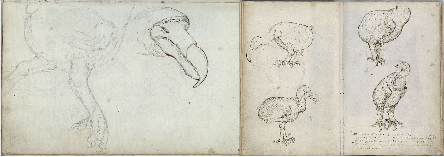 Fig 2: Sketches of Dodo birds by: Joris Joostensz Laerle, 1602 CE. © National Archieef http://www.gahetna.nl/collectie/archief/inventaris/gahetnascans/eadid/1.04.01/inventarisnr/136/level/file