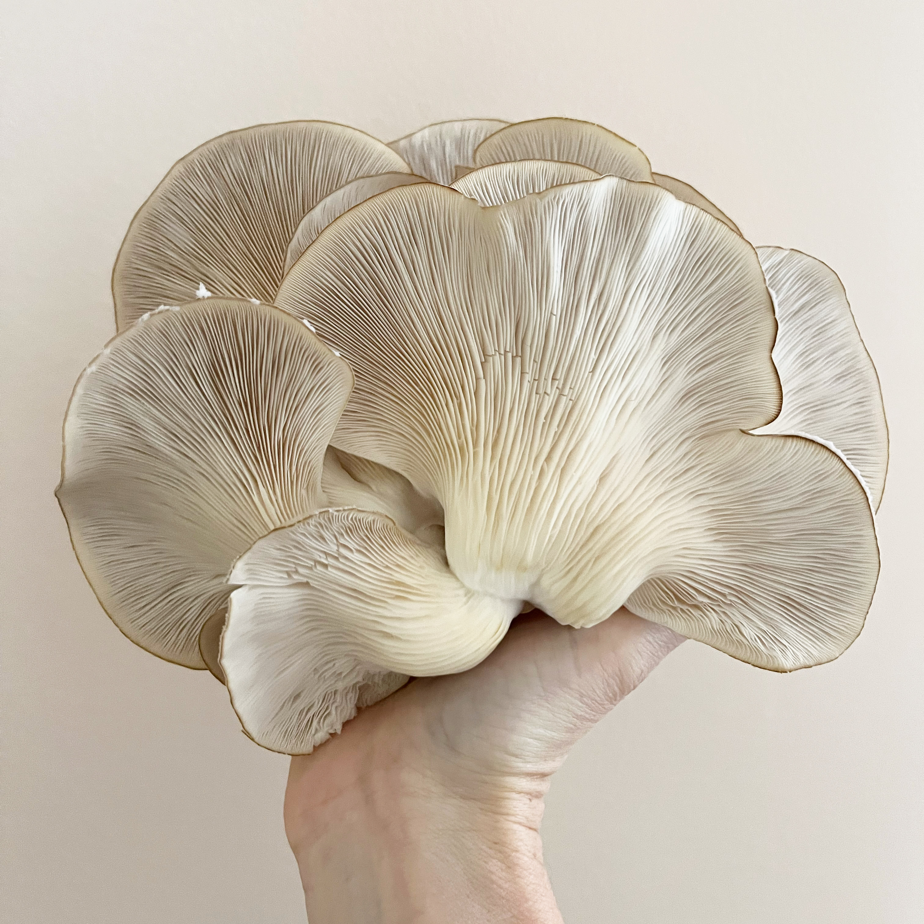 Mushroom image by Erin Moore