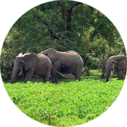 Elephants | Ghana Study Abroad