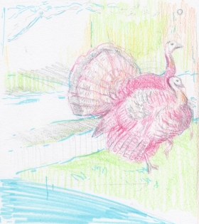 "Turkeys in the Yard Again", 2020, colored pencil, marker and graphite on paper, 5 x 5.5".