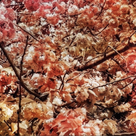 Paglen Bloom 