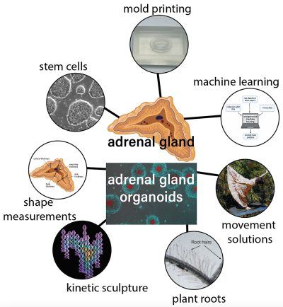 Image of adrenal gland organoids