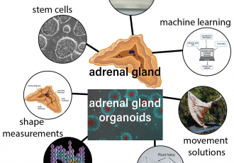 Image of adrenal gland organoids