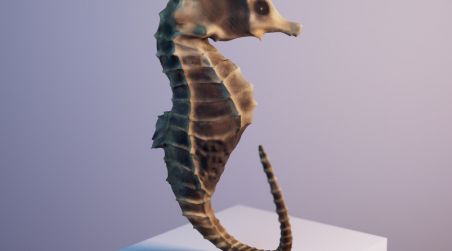 Seahorse (named Icky) by Annaleah Seufert