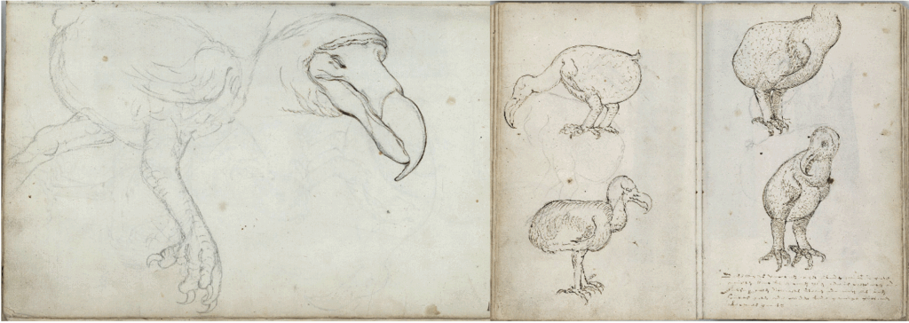 Fig 2: Sketches of Dodo birds by: Joris Joostensz Laerle, 1602 CE. 